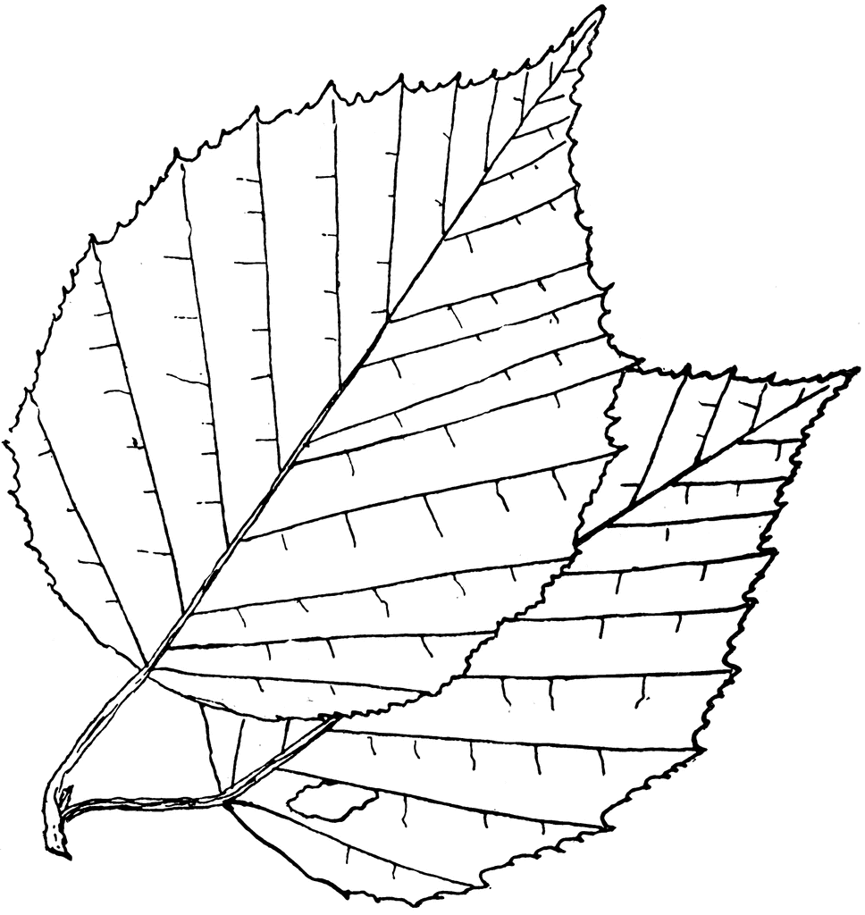 Black-and-white line drawing of a serrated, veined leaf with detailed venation and stem.
