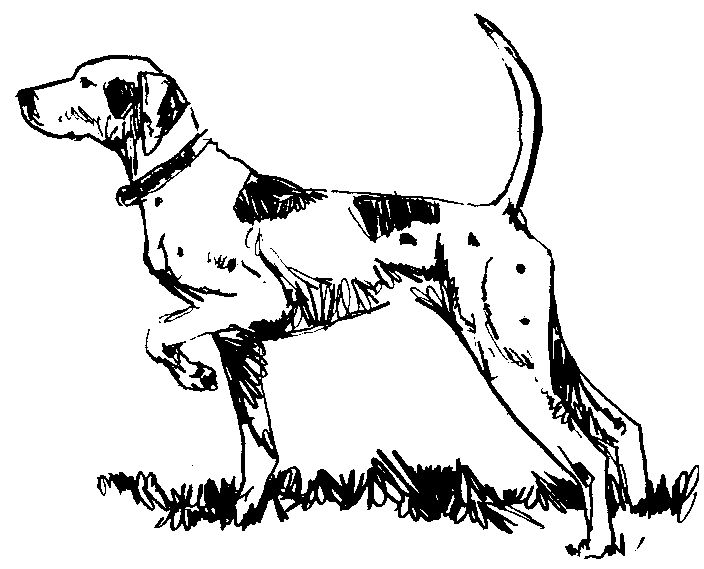 Black-and-white sketch of a pointer dog in alert stance, tail raised, on grassy ground.