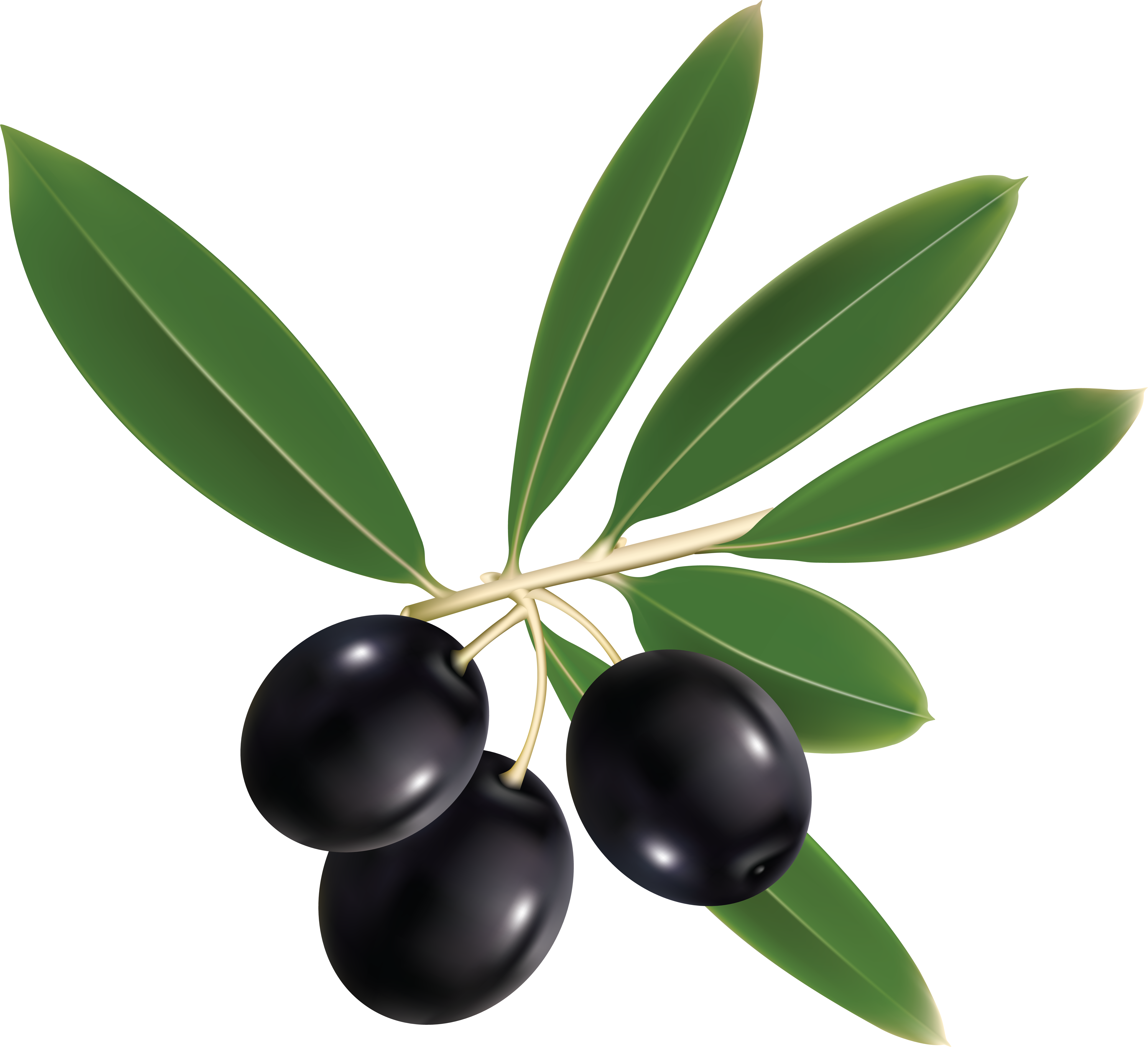A branch of black olives with glossy fruit and vibrant green leaves.