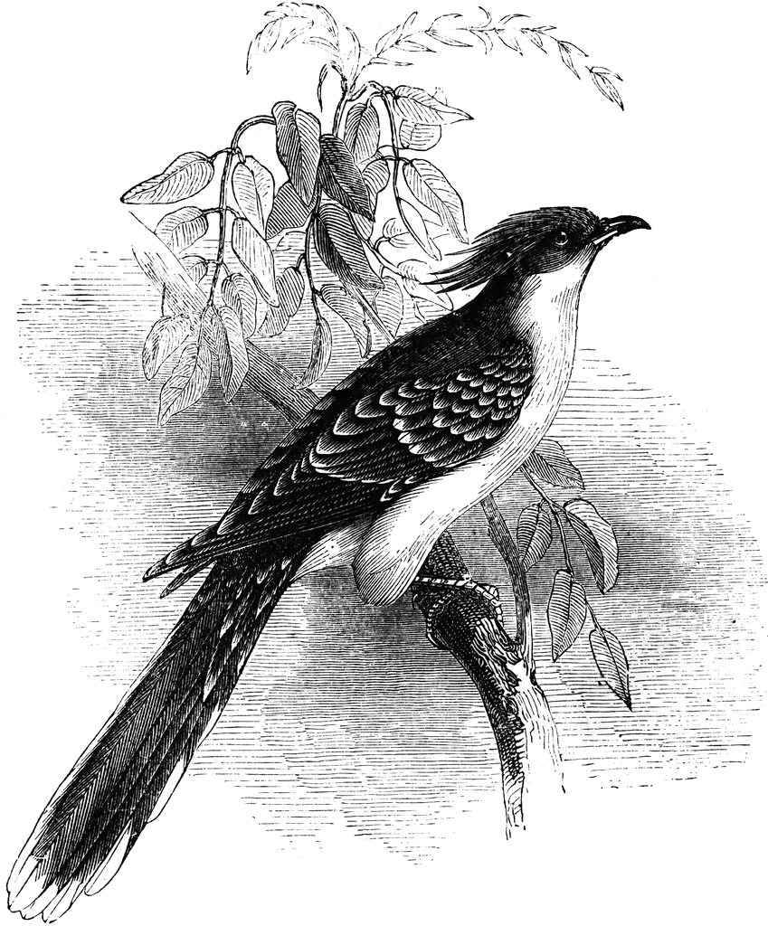 Black-and-white engraved illustration of a crested cuckoo perched on a leafy branch.