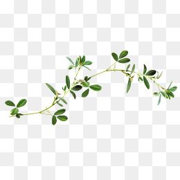 A delicate green herb sprig with small oval leaves on a transparent background, likely alfalfa or clover.