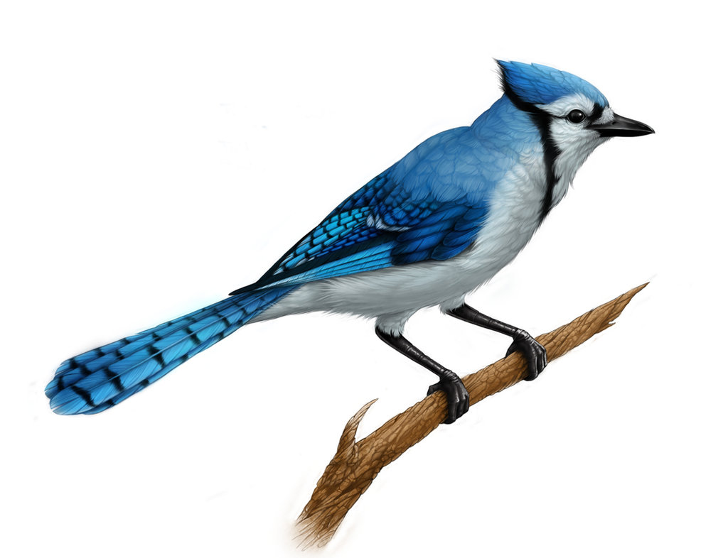 Blue Jay Clipart Images, Free Download