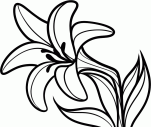Lily Flower Line Art - Free Coloring Page & Botanical Illustration