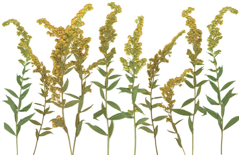 Pressed goldenrod (Solidago) specimens with yellow flower clusters and green leaves on white background.