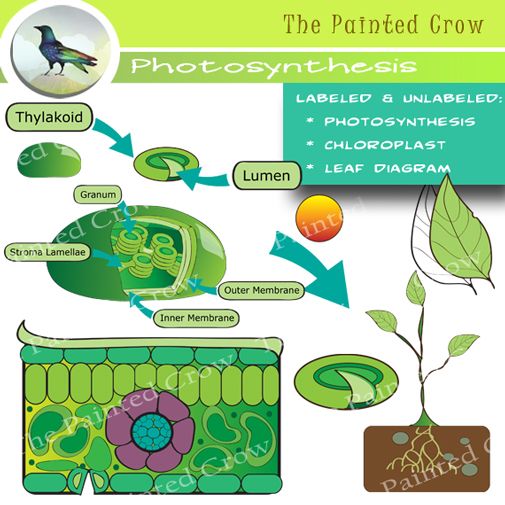 Photosynthesis Diagram - Chloroplast Structure and Leaf Anatomy Explained