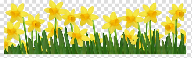 daffodils