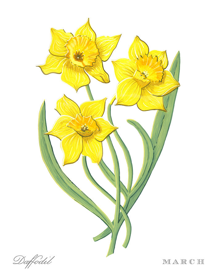 Three vibrant yellow daffodils with green stems and leaves, labeled "Daffodil" and "MARCH".