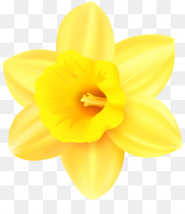 Vibrant yellow daffodil with six outer petals and a trumpet-shaped corona, isolated on transparent background.