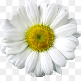 A close-up of a white daisy with delicate petals and a vibrant yellow center, isolated on transparent background.