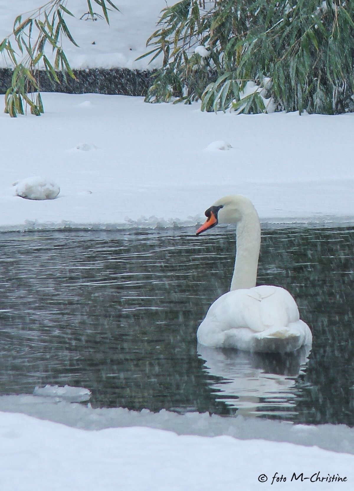 A graceful white swan floats on icy water amid falling snow, with snow-covered bamboo in the background.