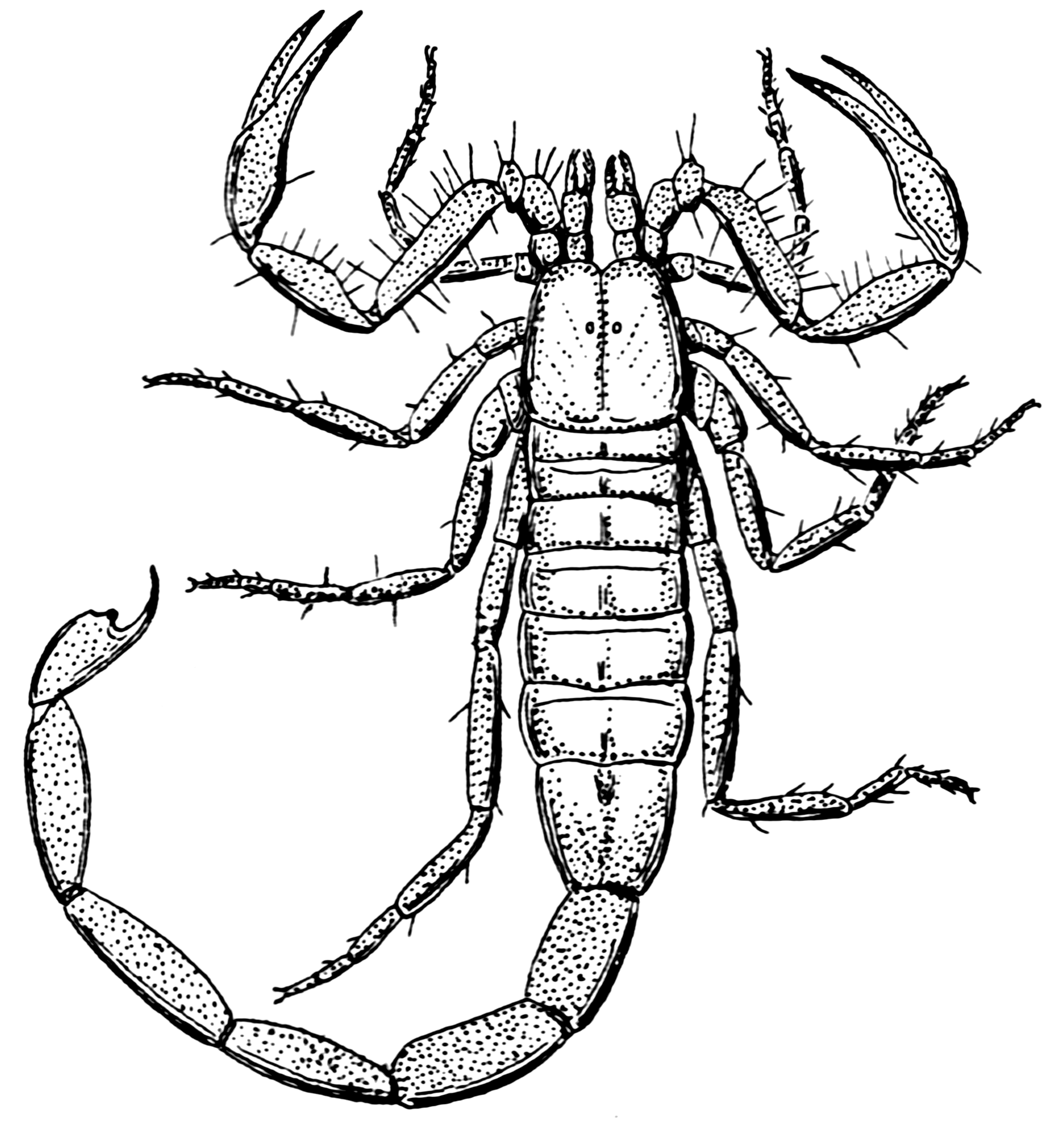 Detailed black-and-white scientific illustration of a scorpion showing chelae, pedipalps, legs, and segmented tail with stinger.
