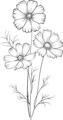 Line drawing of three cosmos flowers with delicate petals and slender stems, ideal for coloring or botanical illustration.