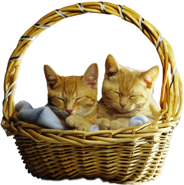 Two sleepy orange tabby kittens curled up together in a woven wicker basket with a blue blanket.