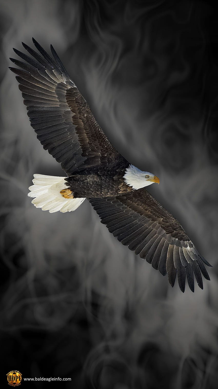 A majestic bald eagle in mid-flight with wings fully spread against a smoky gray backdrop.