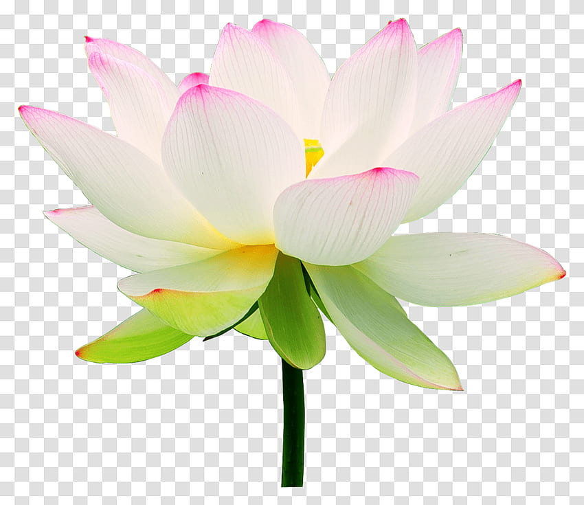 Yoga Svg Bundle Yoga Svg Lotus Flower Svg Lotus Svg Cut File For Hot
