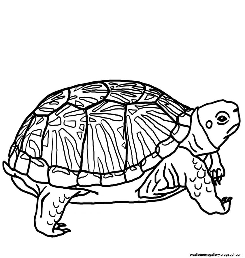 Black-and-white line drawing of a walking turtle with detailed shell patterns and textured limbs.