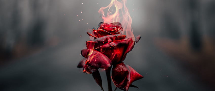 A vivid red rose engulfed in flames with embers rising, set against a blurred dark background.