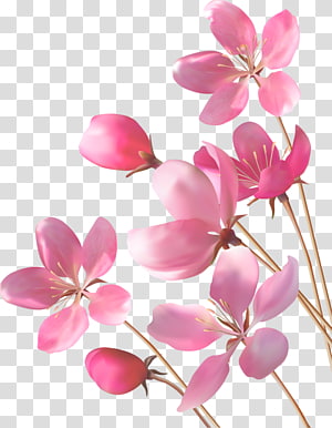 Pink Cherry Blossom Floral Illustration - Free PNG Download