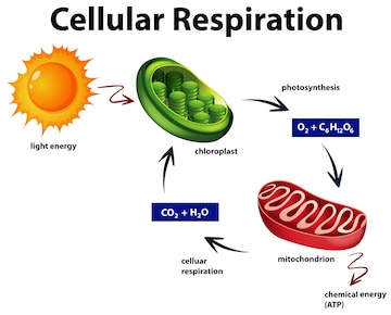 Diagram showing cellular respiration and photosynthesis cycles in plant cells, including chloroplasts, mitochondria, and energy conversion.