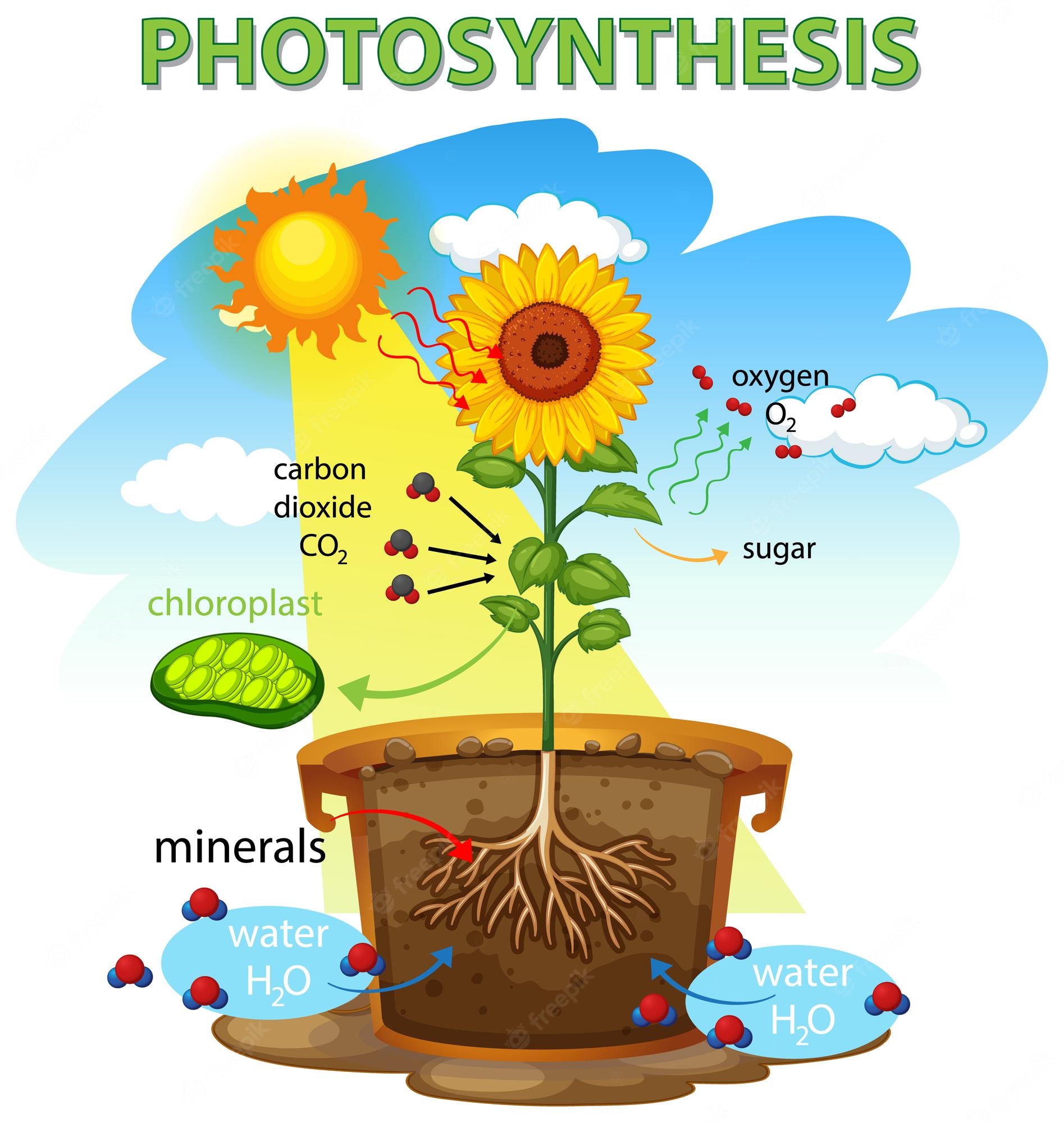 What is photosynthesis? Twinkl Clip Art Library