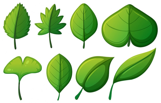 Green leaf clipart. Free download transparent .PNG