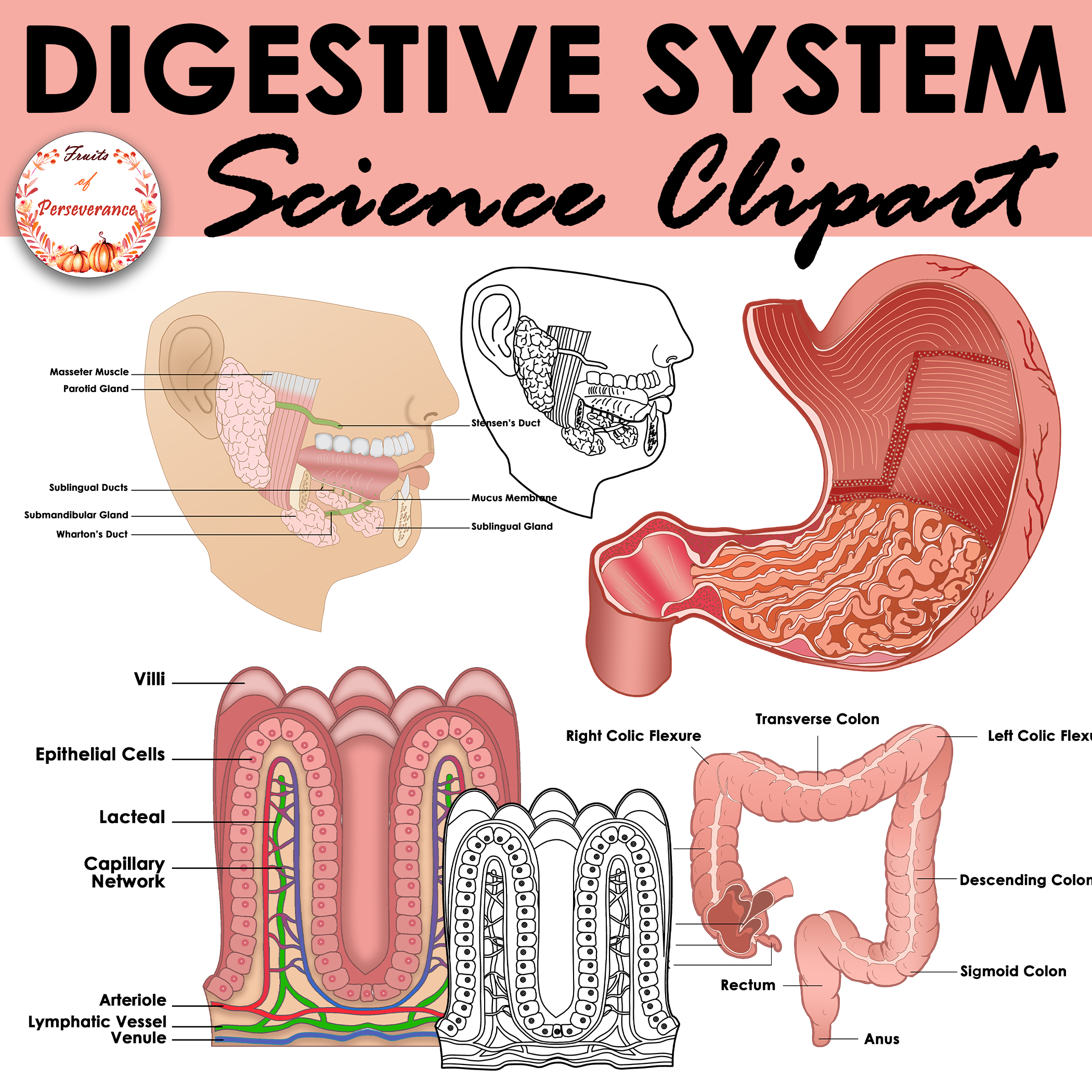 Anatomy Clipart Anatomy Digestive System Organs Clip Art Library