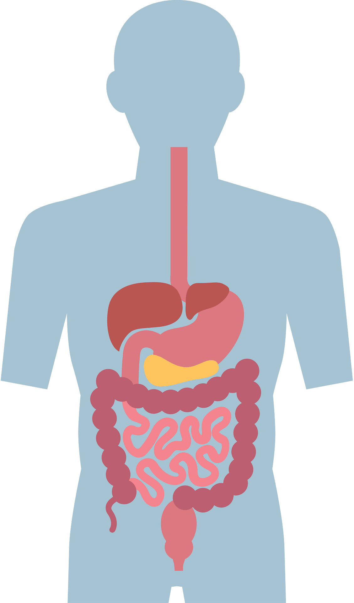 free-digestive-system-cliparts-download-free-digestive-system-clip