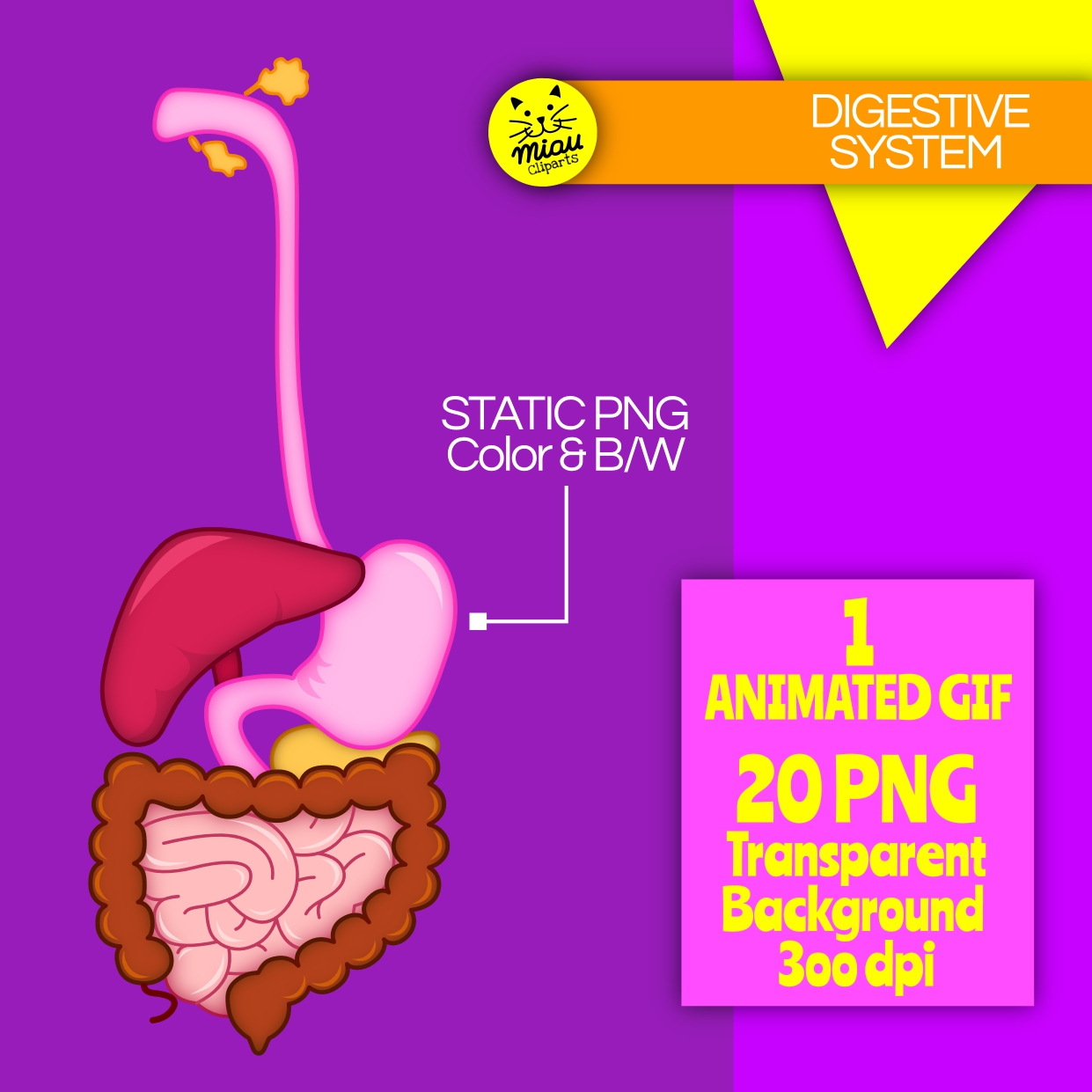 Human Anatomy. Gastrointestinal Tract Or Digestive System. Royalty ...