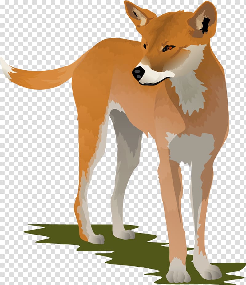 Illustrated dingo standing alert on grass, reddish-brown coat with white markings and pointed ears.