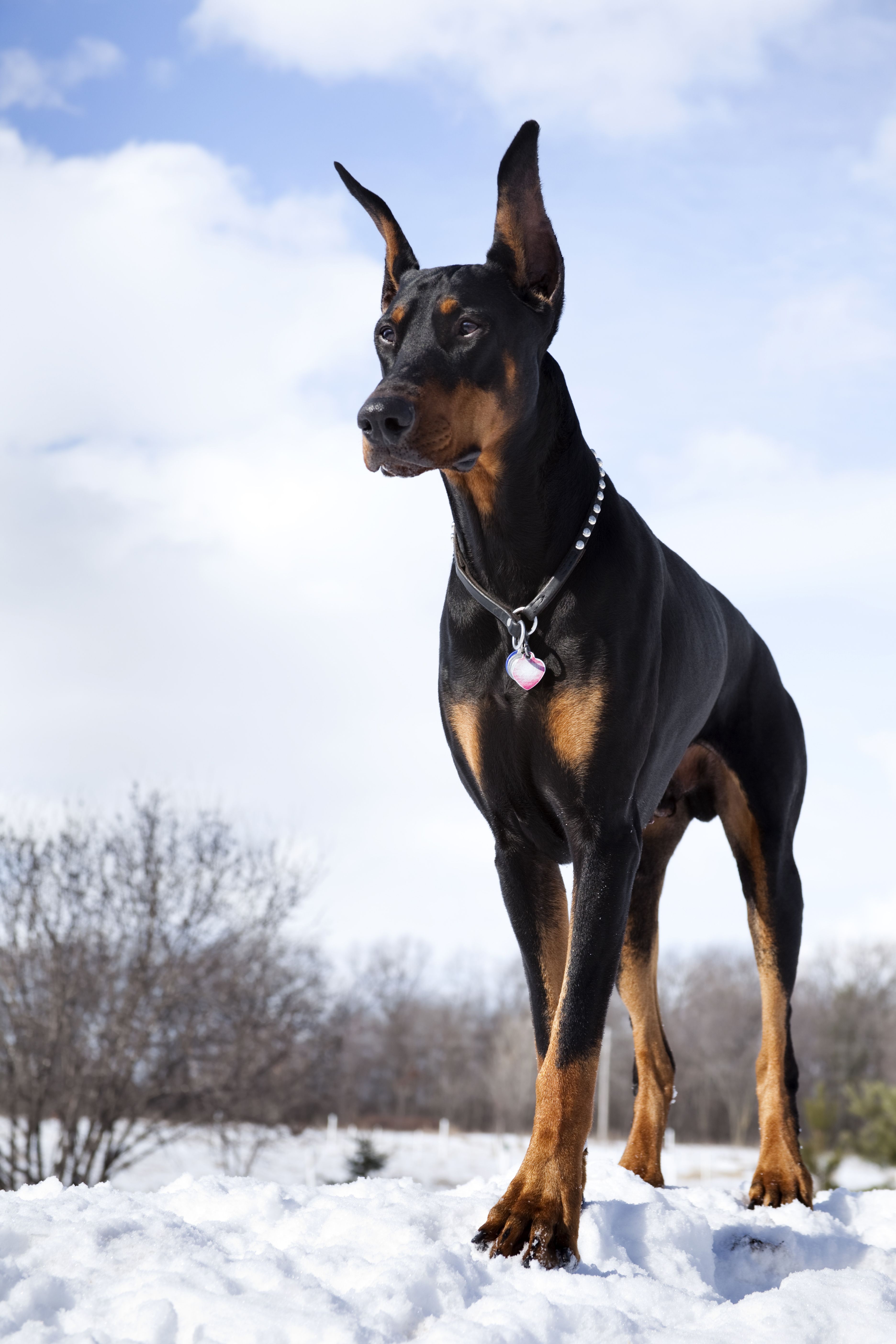 A black-and-tan Doberman Pinscher stands alert in snowy terrain under a bright blue sky.