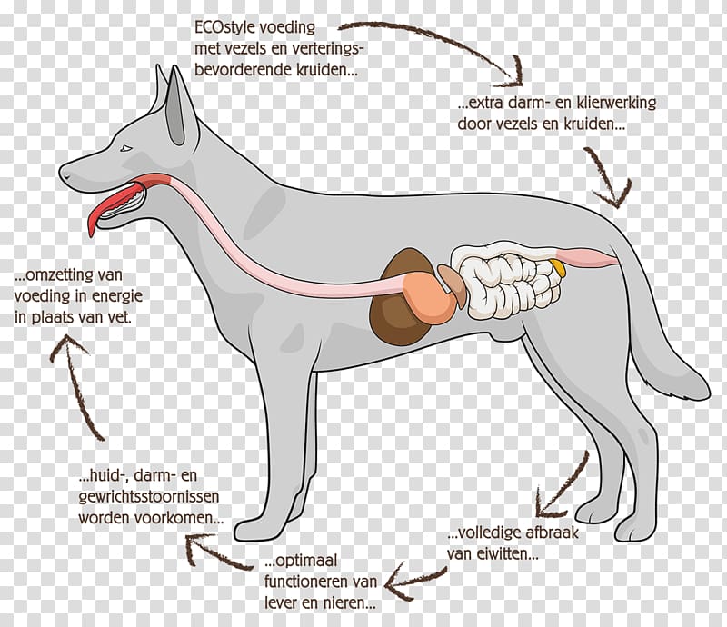 3,800+ Dog Anatomy Stock Photos, Pictures & Royalty-Free Images - Clip