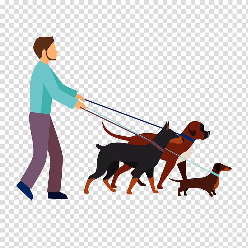 Man walking three dogs on leashes-Rottweiler, Boxer, and Dachshund-in flat vector illustration style.