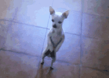 Adorable Chihuahua Standing on Hind Legs - Playful Pet Moment