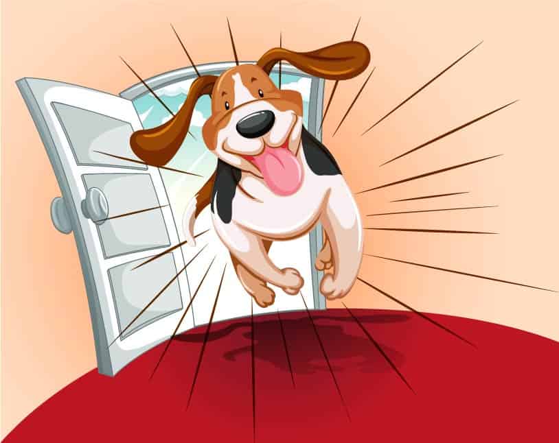 Happy beagle dog bursting through a door with tongue out and joyful expression.