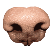 Close-up of a dog's nose showing textured skin, moist surface, and distinct nostrils against a green background.