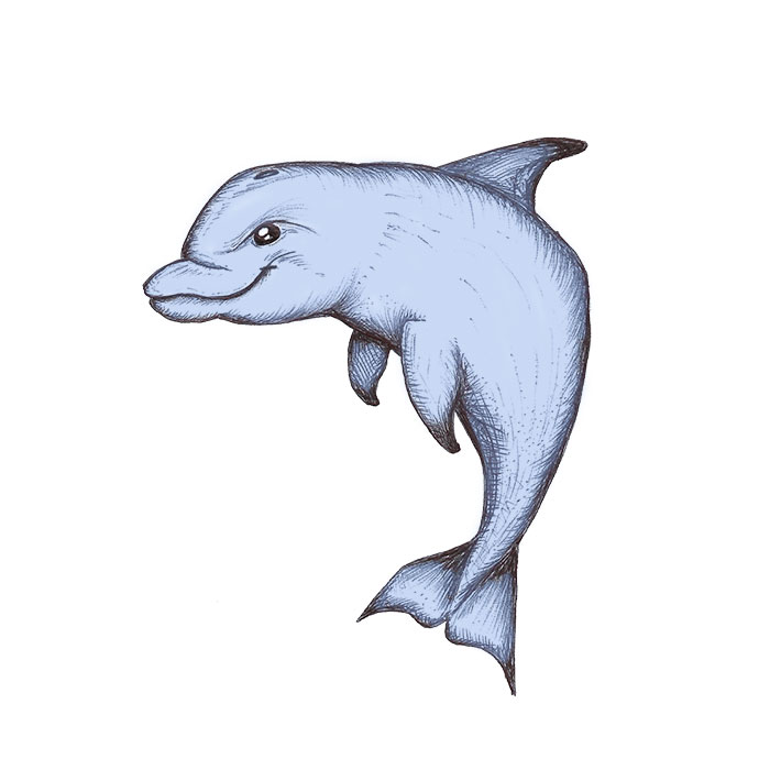 Cute Dolphin Illustration - Free Download & Usage Guide
