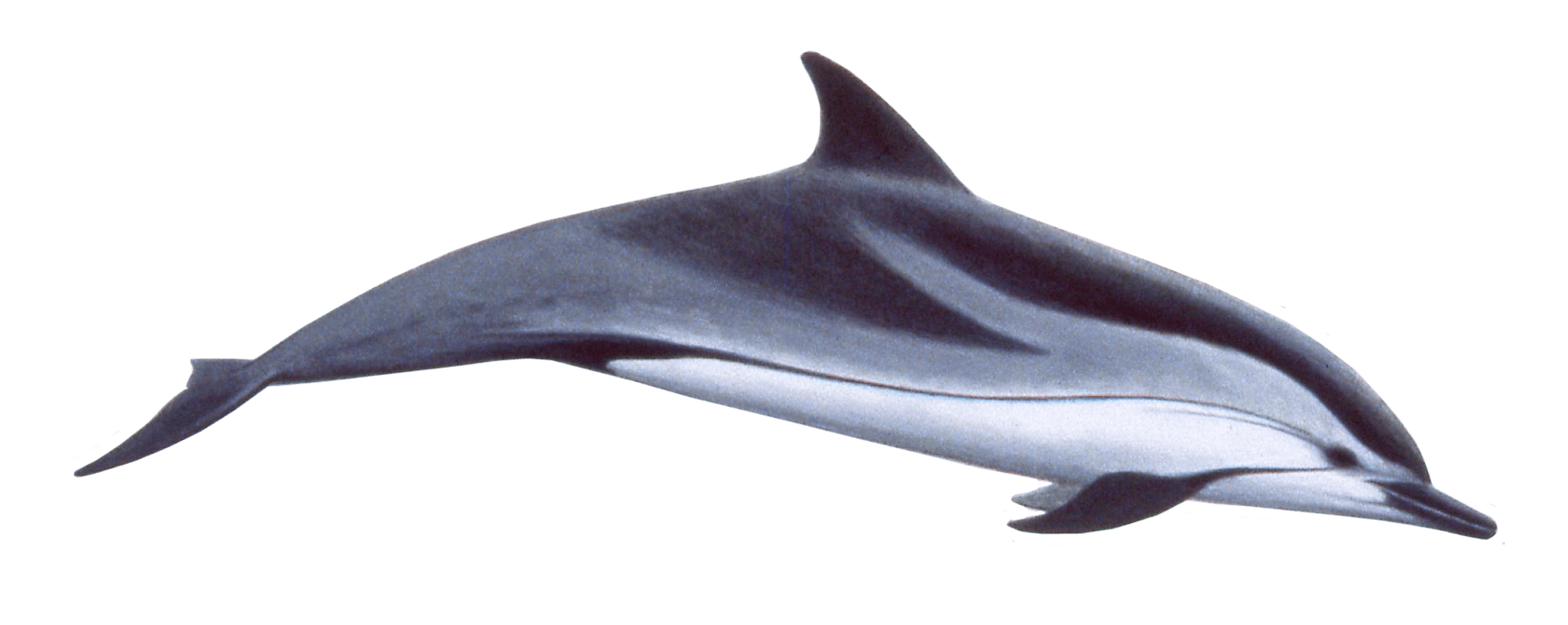A sleek bottlenose dolphin gliding through water, shown in side profile against a black background.