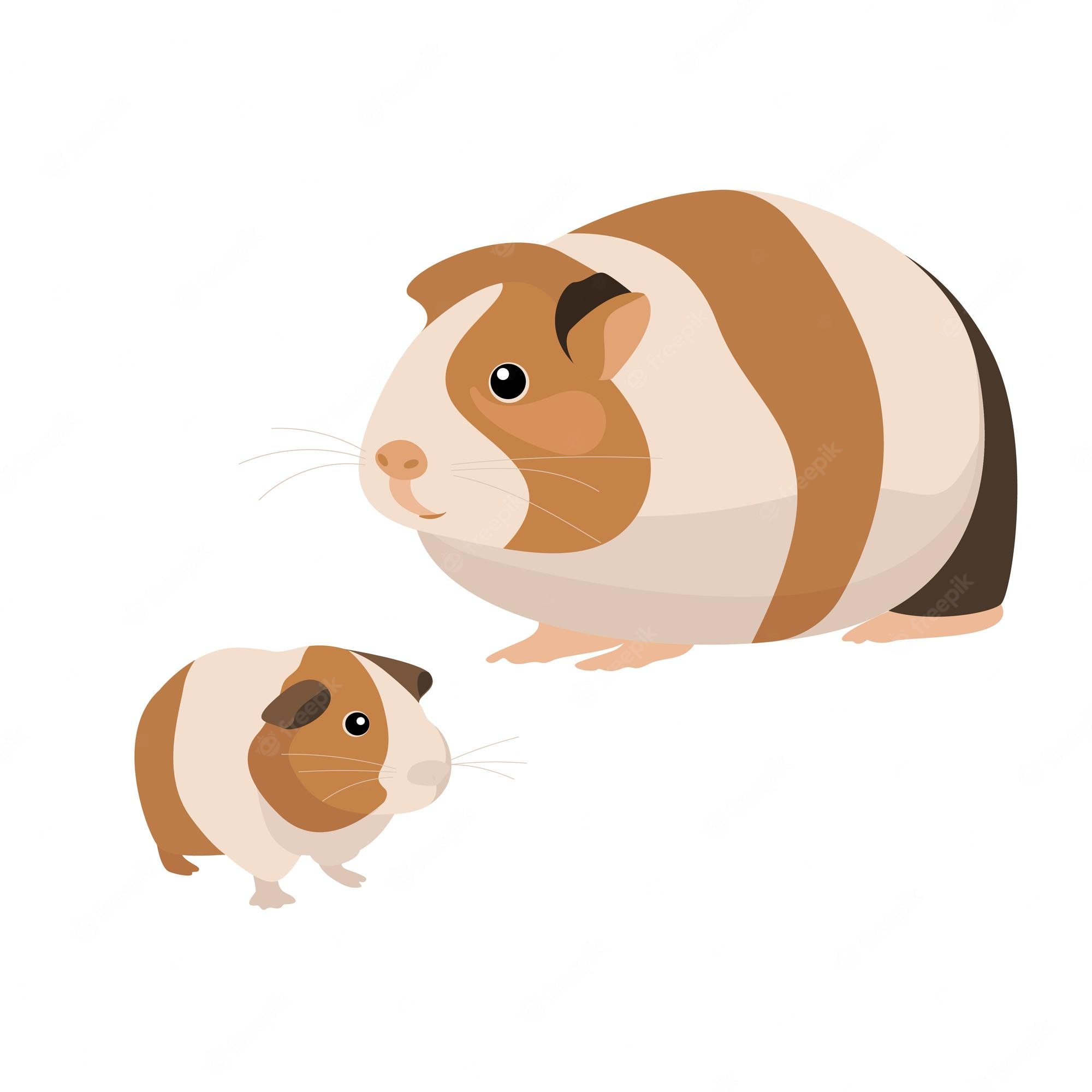 Two cartoon guinea pigs with brown and cream stripes, one larger adult and one smaller juvenile, facing each other on white background.
