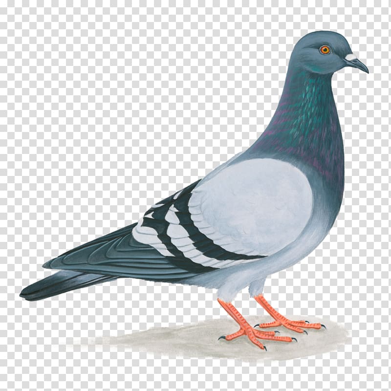 pigeons - Clip Art Library