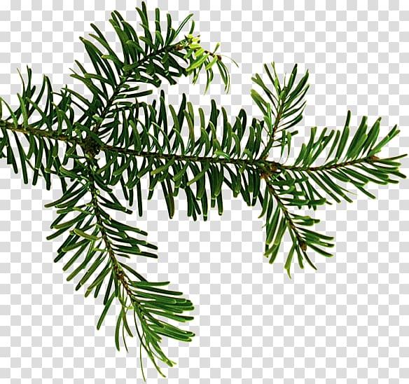 Fresh green fir branch with needle-like leaves on transparent background, ideal for holiday or nature designs.