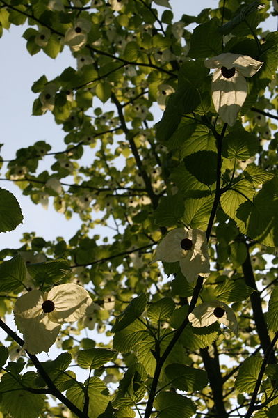 White dove-shaped flowers of Davidia involucrata (handkerchief tree) backlit by sunlight among green leaves.