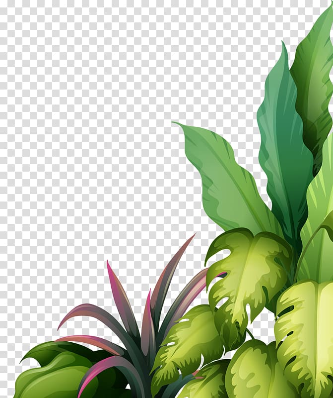 Tropical Plant Illustration - Free PNG Download for Design Projects