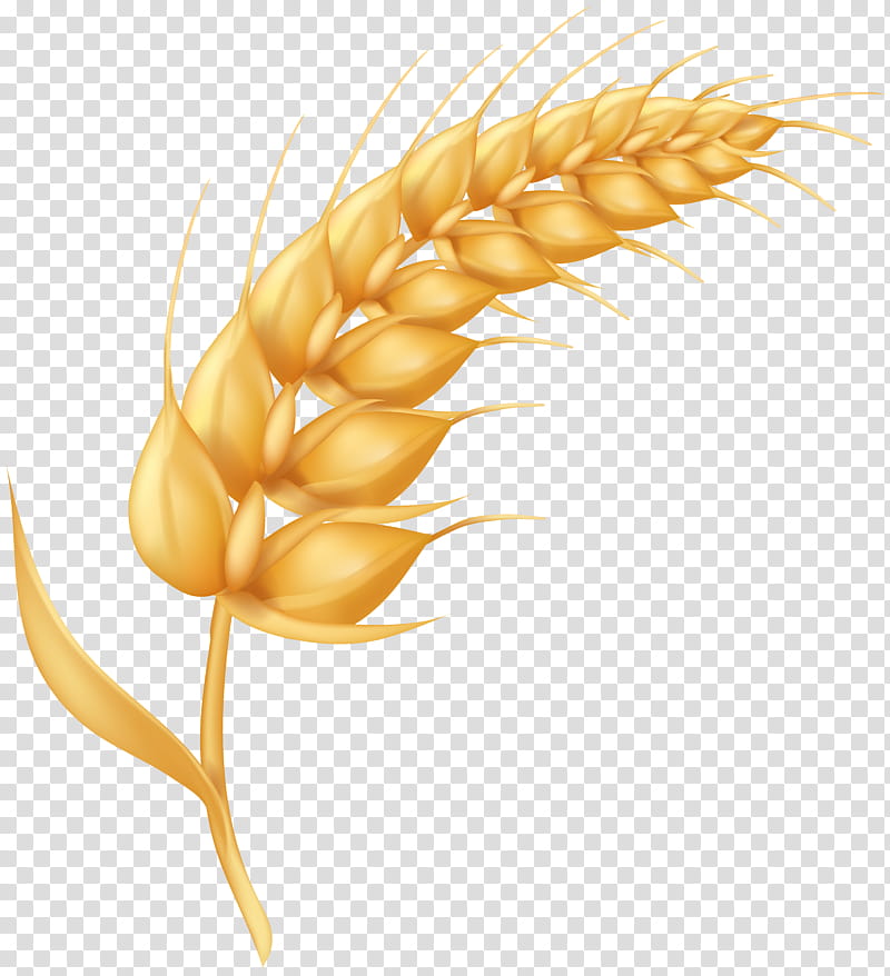 Golden wheat ear with ripe grains and slender awns on transparent background