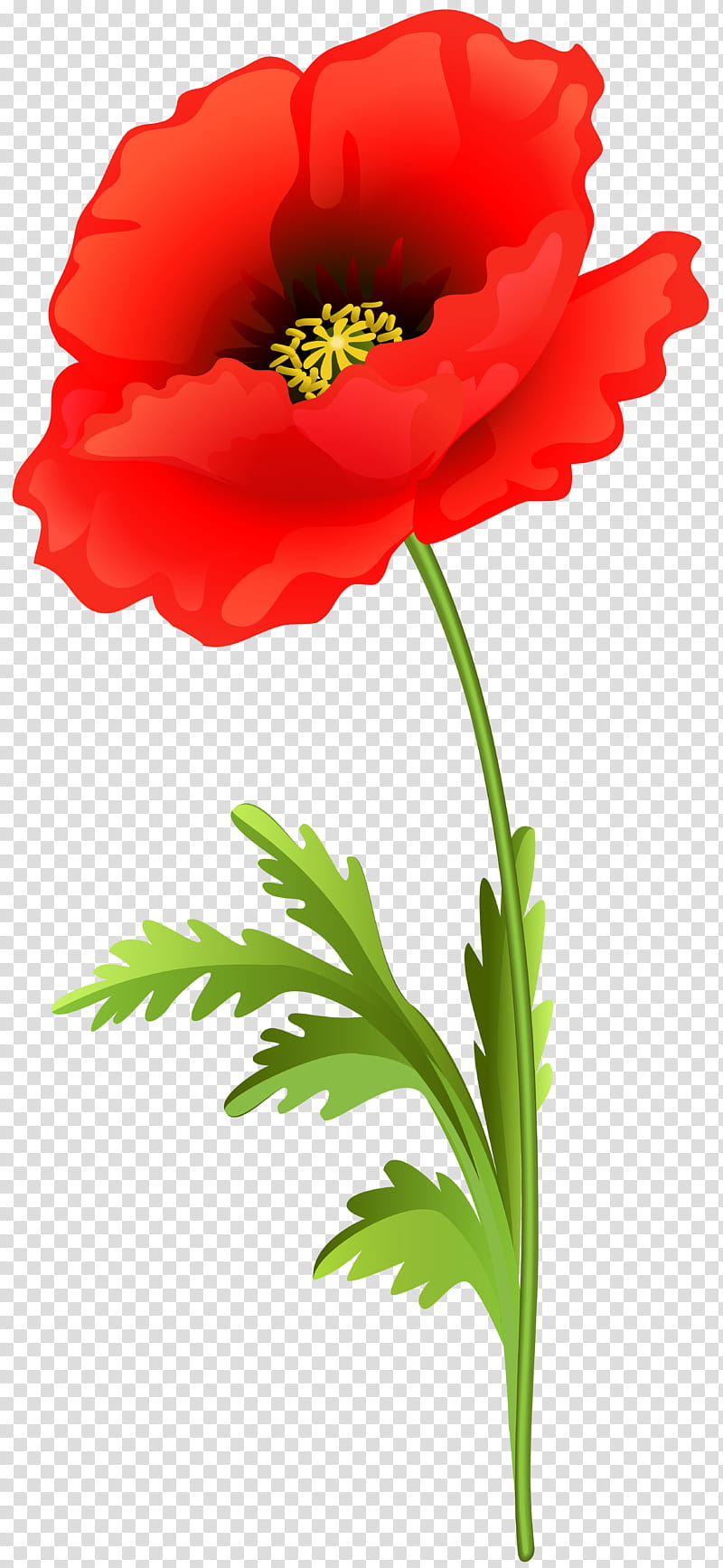 Vibrant red poppy flower with yellow stamen and green stem and leaves on transparent background.
