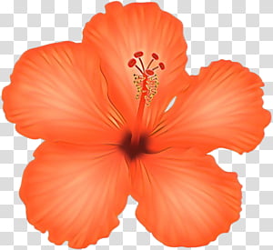 Vibrant orange hibiscus flower with five petals and prominent stamen, isolated on transparent background.
