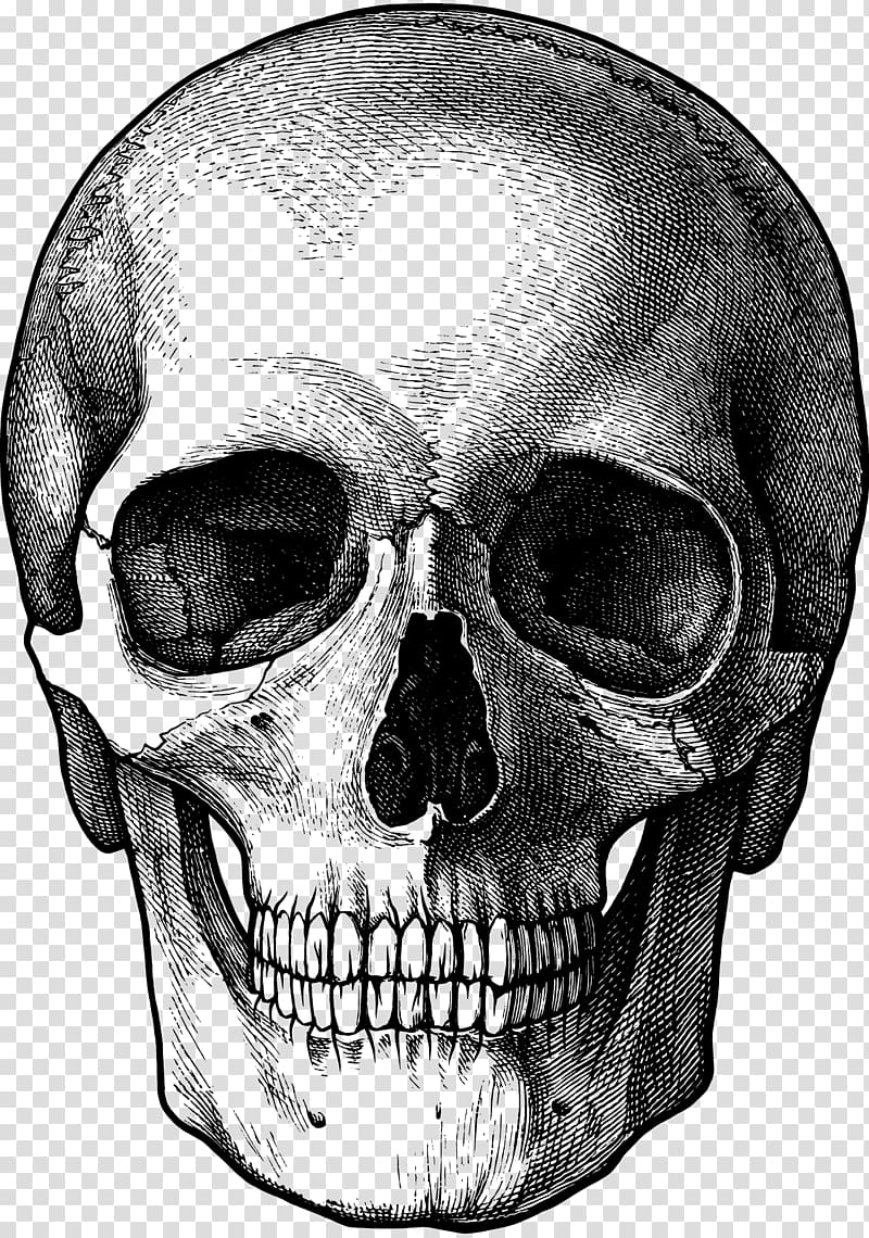 Detailed black-and-white engraved illustration of a human skull facing forward, showing teeth, eye sockets, and cranial sutures.