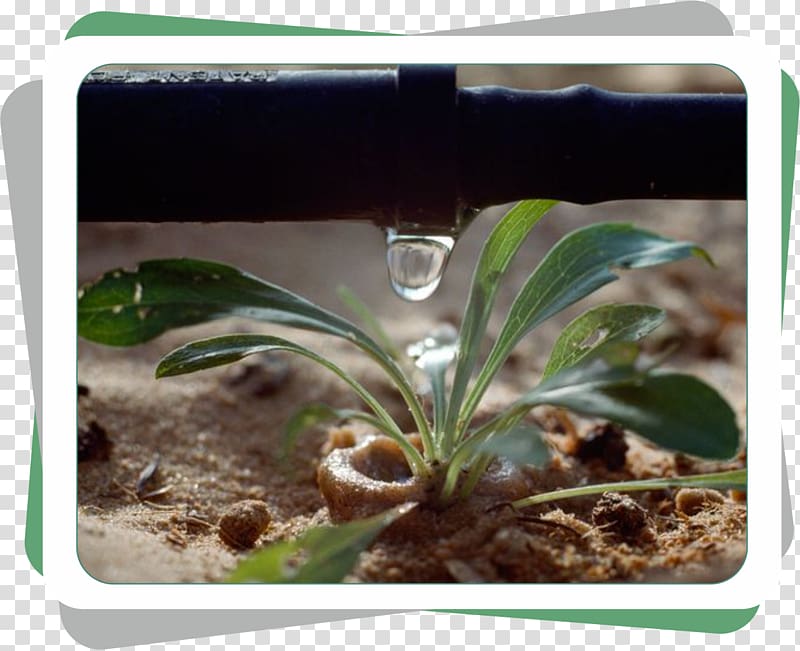 Precision Drip Irrigation for Sustainable Plant Growth