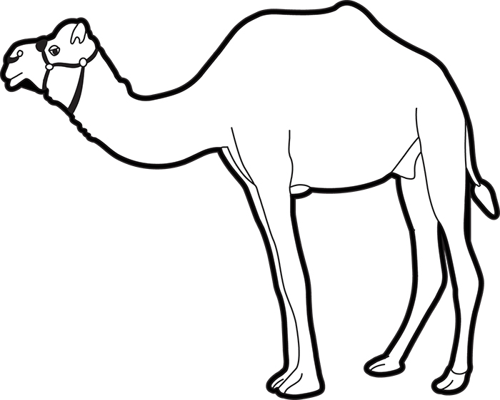 Camel Clipart. Free Download Transparent .PNG Clipart Library - Clip ...