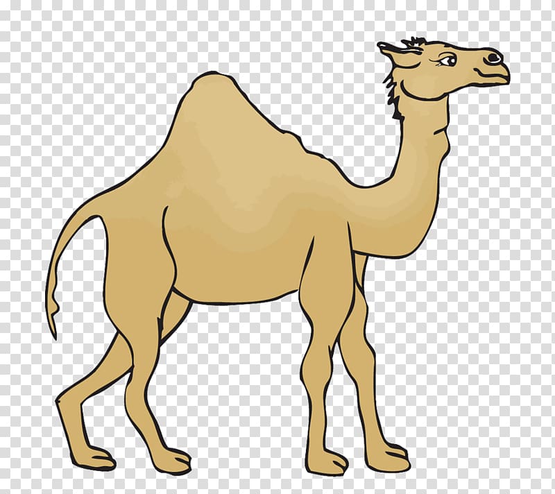 850+ Camel Ride Illustrations, Royalty-Free Vector Graphics & Clip ...