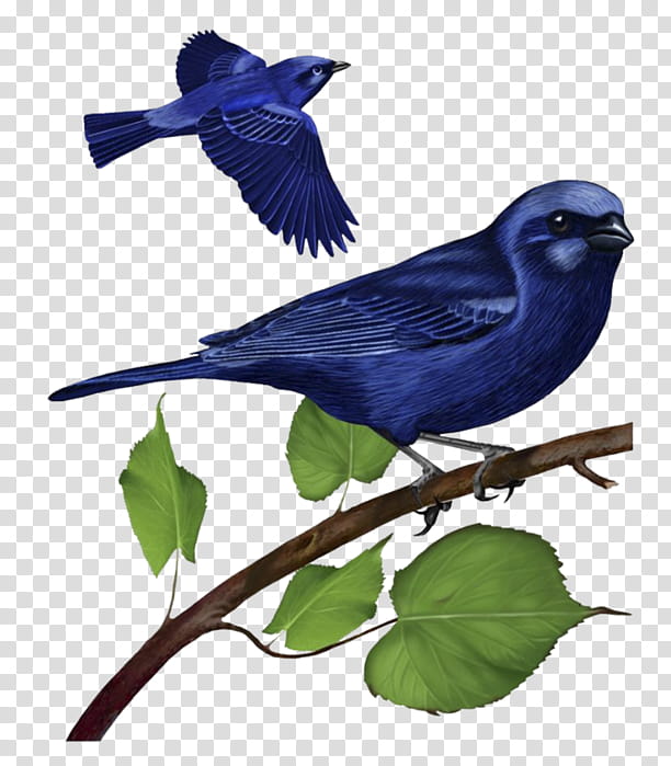 How to Identify a Western Bluebird - Birds and Blooms - Clip Art Library